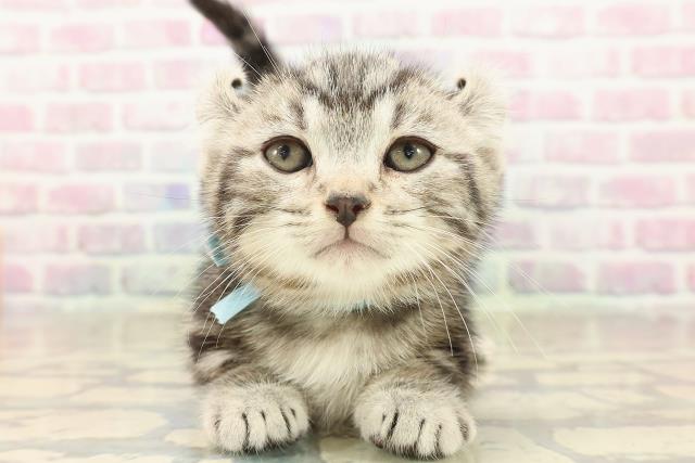 埼玉県のキンカロー (Coo&RIKU岩槻店/2025年10月7日生まれ/男の子/シルバータビー)の子猫の1枚目の画像