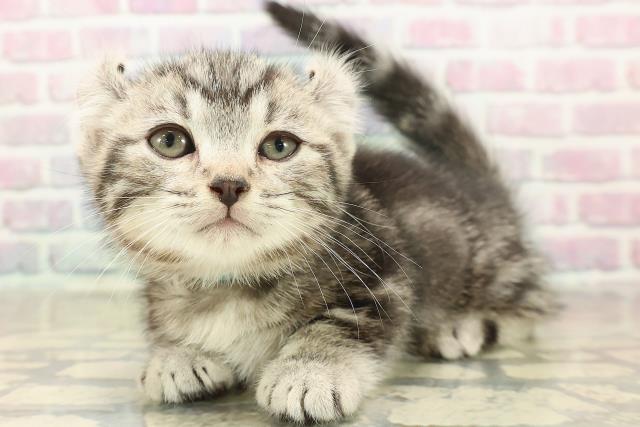 埼玉県のキンカロー (Coo&RIKU岩槻店/2025年10月7日生まれ/男の子/シルバータビー)の子猫の2枚目の画像