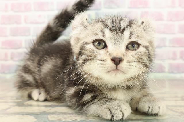 埼玉県のキンカロー (Coo&RIKU岩槻店/2025年10月7日生まれ/男の子/シルバータビー)の子猫の3枚目の画像