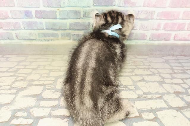 埼玉県のキンカロー (Coo&RIKU岩槻店/2025年10月7日生まれ/男の子/シルバータビー)の子猫の4枚目の画像