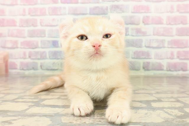 埼玉県のキンカロー (Coo&RIKUアニマルケアセンター大宮/2025年10月7日生まれ/男の子/クリームタビー)の子猫の1枚目の画像