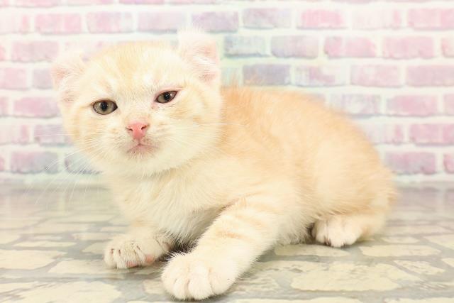 埼玉県のキンカロー (Coo&RIKUアニマルケアセンター大宮/2025年10月7日生まれ/男の子/クリームタビー)の子猫の2枚目の画像