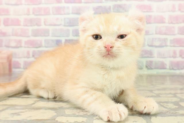 埼玉県のキンカロー (Coo&RIKUアニマルケアセンター大宮/2025年10月7日生まれ/男の子/クリームタビー)の子猫の3枚目の画像