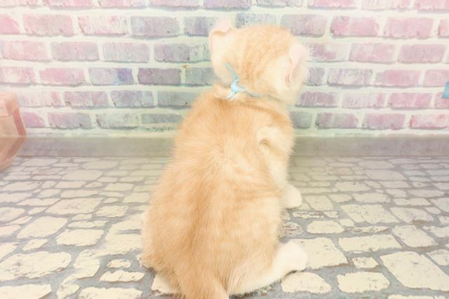 埼玉県のキンカロー (Coo&RIKUアニマルケアセンター大宮/2025年10月7日生まれ/男の子/クリームタビー)の子猫の4枚目の画像