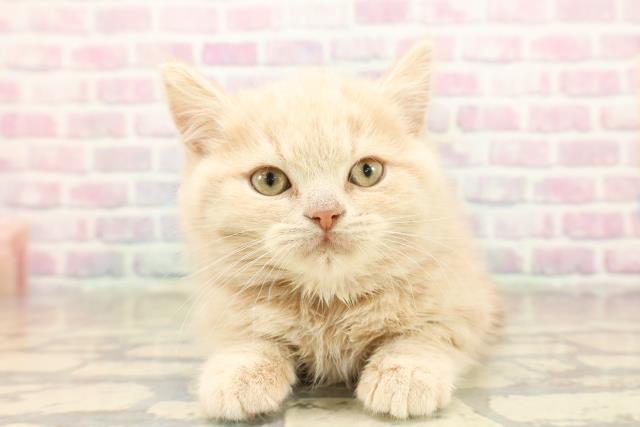 東京都のスコティッシュフォールド (Coo&RIKU東久留米店/2025年9月24日生まれ/男の子/クリームタビー)の子猫