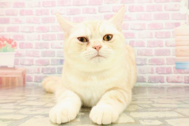 アメリカンショートヘアー