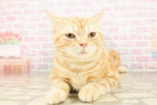 埼玉県のアメリカンショートヘアー (Coo&RIKUヤオコー幸手店/2025年5月30日生まれ/男の子/レッドタビー)の子猫の1枚目の画像
