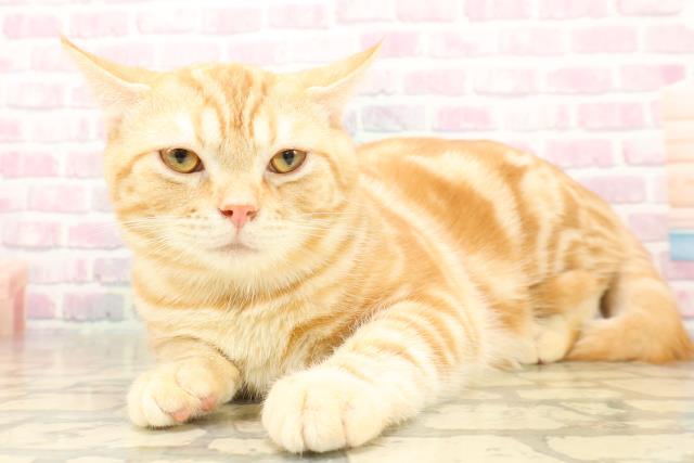 埼玉県のアメリカンショートヘアー (Coo&RIKUヤオコー幸手店/2025年5月30日生まれ/男の子/レッドタビー)の子猫の2枚目の画像