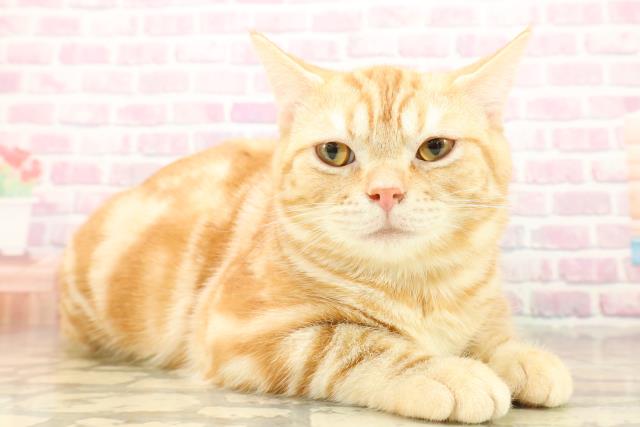 埼玉県のアメリカンショートヘアー (Coo&RIKUヤオコー幸手店/2025年5月30日生まれ/男の子/レッドタビー)の子猫の3枚目の画像