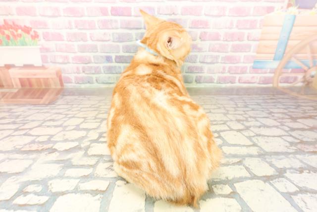 埼玉県のアメリカンショートヘアー (Coo&RIKUヤオコー幸手店/2025年5月30日生まれ/男の子/レッドタビー)の子猫の4枚目の画像