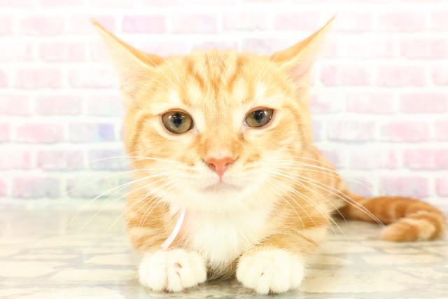 東京都のマンチカン (Coo&RIKU板橋店/2025年8月9日生まれ/女の子/レッドタビーホワイト)の子猫