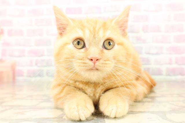 埼玉県のマンチカン (Coo&RIKUアニマルケアセンター大宮/2025年9月2日生まれ/男の子/レッドタビー)の子猫の1枚目の画像