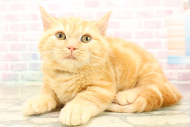 埼玉県のマンチカン (Coo&RIKUアニマルケアセンター大宮/2025年9月2日生まれ/男の子/レッドタビー)の子猫の2枚目の画像