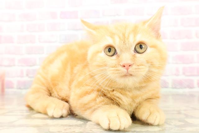 埼玉県のマンチカン (Coo&RIKUアニマルケアセンター大宮/2025年9月2日生まれ/男の子/レッドタビー)の子猫の3枚目の画像