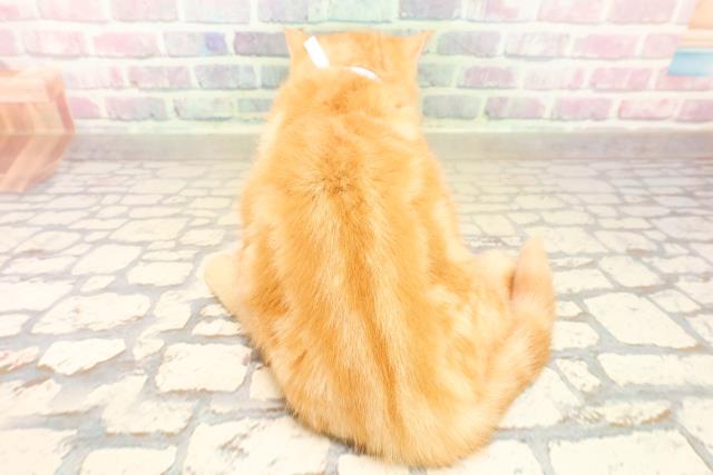 埼玉県のマンチカン (Coo&RIKUアニマルケアセンター大宮/2025年9月2日生まれ/男の子/レッドタビー)の子猫の4枚目の画像