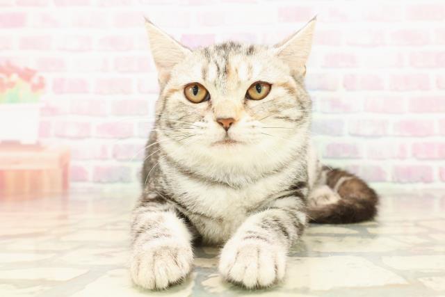 東京都のアメリカンショートヘアー (Coo&RIKU足立本店/2025年8月2日生まれ/女の子/シルバーパッチドタビー)の子猫の1枚目の画像