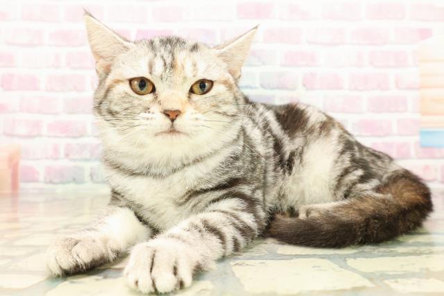 東京都のアメリカンショートヘアー (Coo&RIKU足立本店/2025年8月2日生まれ/女の子/シルバーパッチドタビー)の子猫の2枚目の画像