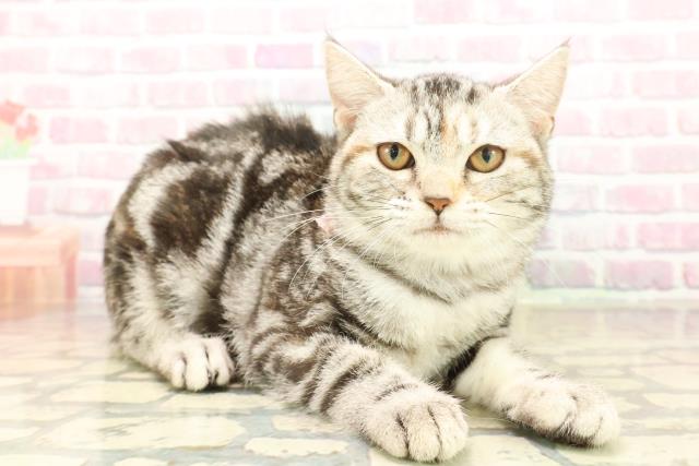 東京都のアメリカンショートヘアー (Coo&RIKU足立本店/2025年8月2日生まれ/女の子/シルバーパッチドタビー)の子猫の3枚目の画像