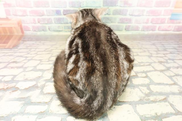 東京都のアメリカンショートヘアー (Coo&RIKU足立本店/2025年8月2日生まれ/女の子/シルバーパッチドタビー)の子猫の4枚目の画像