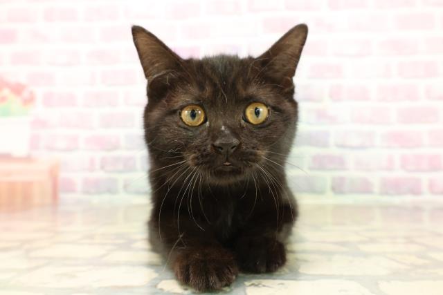 マンチカン(長足)