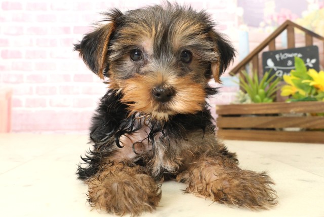 福岡県のヨークシャーテリア (Coo&RIKU福岡西店/2025年10月8日生まれ/男の子/スチールブルータン)の子犬の1枚目の画像