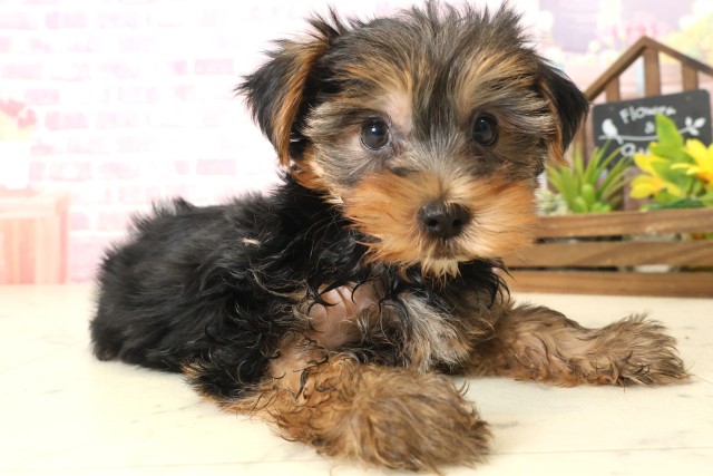 福岡県のヨークシャーテリア (Coo&RIKU福岡西店/2025年10月8日生まれ/男の子/スチールブルータン)の子犬の2枚目の画像