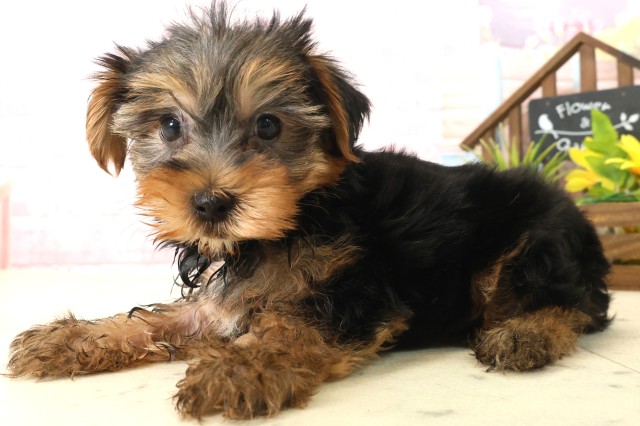 福岡県のヨークシャーテリア (Coo&RIKU福岡西店/2025年10月8日生まれ/男の子/スチールブルータン)の子犬の3枚目の画像