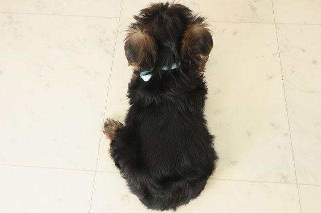 福岡県のヨークシャーテリア (Coo&RIKU福岡西店/2025年10月8日生まれ/男の子/スチールブルータン)の子犬の4枚目の画像