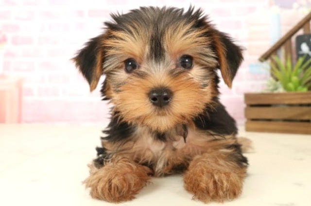 ヨークシャーテリア