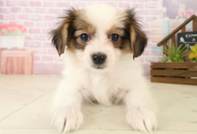 福岡県のパピヨン (Coo&RIKU福岡西店/2025年10月8日生まれ/男の子/ホワイトブラウン)の子犬の1枚目の画像