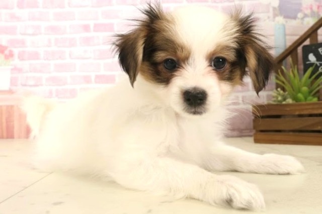 福岡県のパピヨン (Coo&RIKU福岡西店/2025年10月8日生まれ/男の子/ホワイトブラウン)の子犬の2枚目の画像