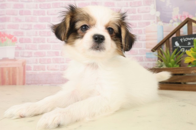 福岡県のパピヨン (Coo&RIKU福岡西店/2025年10月8日生まれ/男の子/ホワイトブラウン)の子犬の3枚目の画像