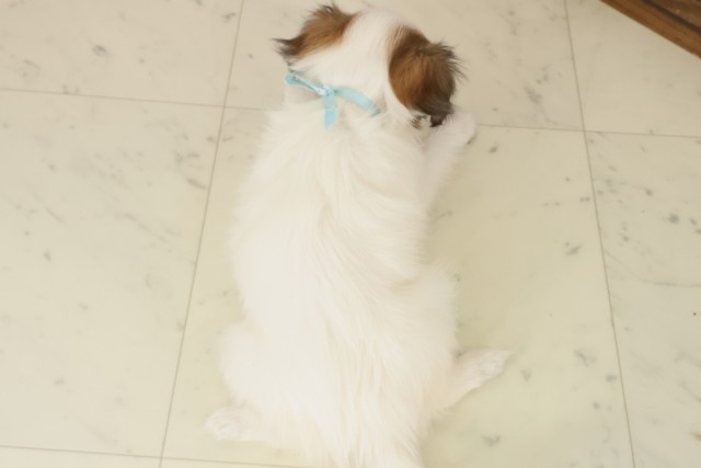 福岡県のパピヨン (Coo&RIKU福岡西店/2025年10月8日生まれ/男の子/ホワイトブラウン)の子犬の4枚目の画像