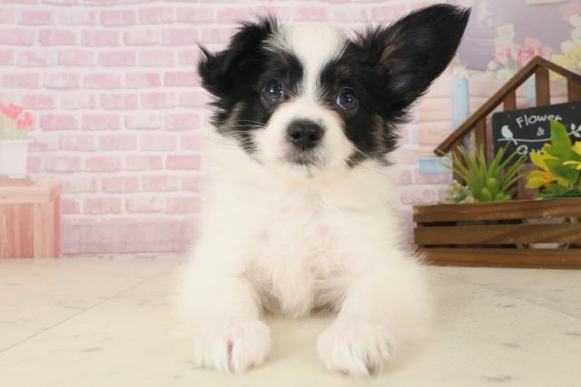 大分県のパピヨン (Coo&RIKU大分店/2025年10月8日生まれ/男の子/トライカラー)の子犬の1枚目の画像