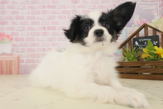 大分県のパピヨン (Coo&RIKU大分店/2025年10月8日生まれ/男の子/トライカラー)の子犬の2枚目の画像