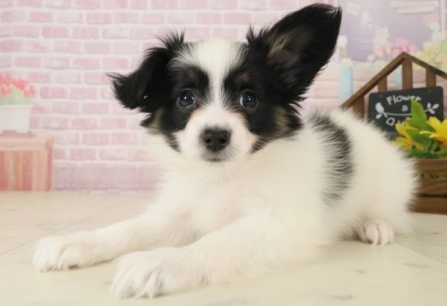 大分県のパピヨン (Coo&RIKU大分店/2025年10月8日生まれ/男の子/トライカラー)の子犬の3枚目の画像