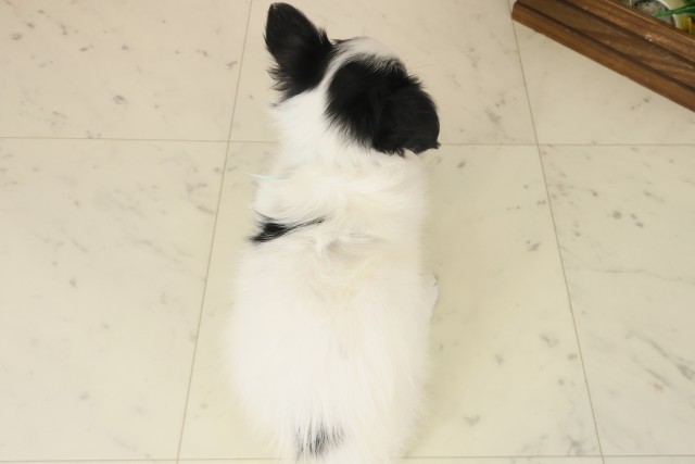 大分県のパピヨン (Coo&RIKU大分店/2025年10月8日生まれ/男の子/トライカラー)の子犬の4枚目の画像