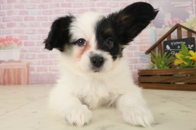 熊本県のパピヨン (Coo&RIKUカリーノ玉名店/2025年10月8日生まれ/男の子/トライカラー)の子犬の1枚目の画像