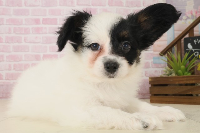 熊本県のパピヨン (Coo&RIKUカリーノ玉名店/2025年10月8日生まれ/男の子/トライカラー)の子犬の2枚目の画像