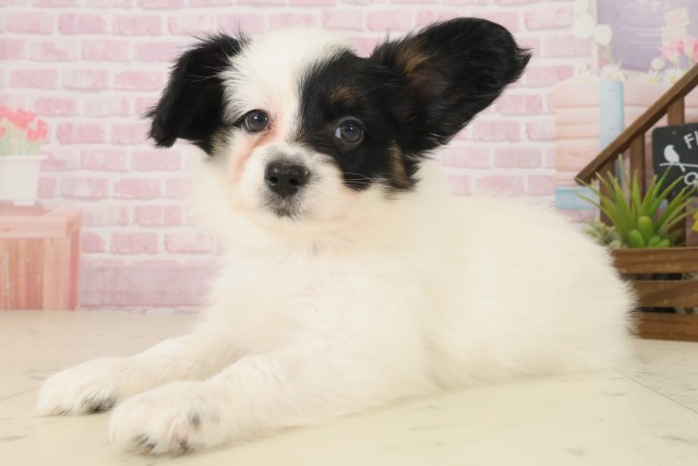 熊本県のパピヨン (Coo&RIKUカリーノ玉名店/2025年10月8日生まれ/男の子/トライカラー)の子犬の3枚目の画像