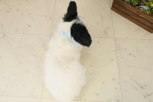 熊本県のパピヨン (Coo&RIKUカリーノ玉名店/2025年10月8日生まれ/男の子/トライカラー)の子犬の4枚目の画像