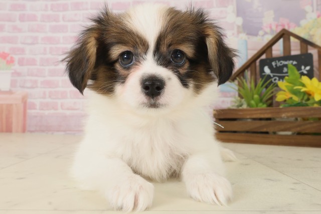 福岡県のパピヨン (Coo&RIKU行橋店/2025年10月8日生まれ/男の子/ホワイトブラウン)の子犬の1枚目の画像