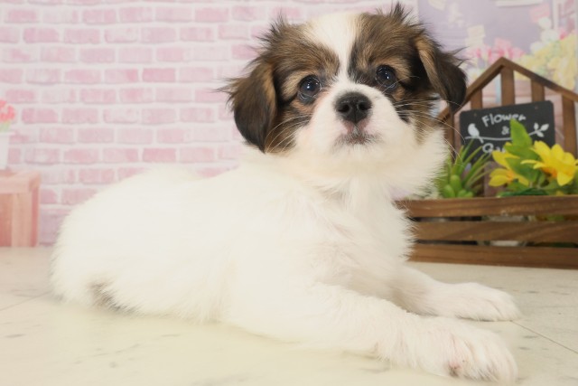 福岡県のパピヨン (Coo&RIKU行橋店/2025年10月8日生まれ/男の子/ホワイトブラウン)の子犬の2枚目の画像