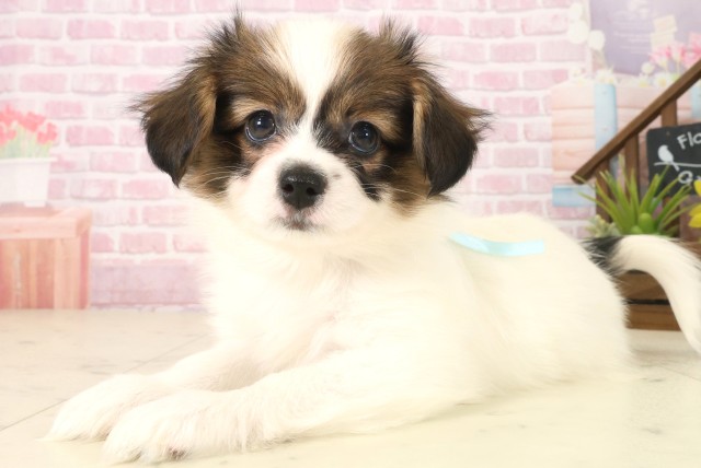 福岡県のパピヨン (Coo&RIKU行橋店/2025年10月8日生まれ/男の子/ホワイトブラウン)の子犬の3枚目の画像