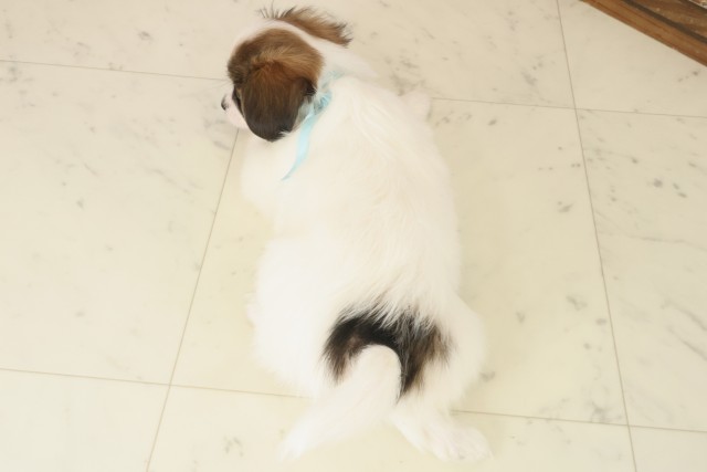 福岡県のパピヨン (Coo&RIKU行橋店/2025年10月8日生まれ/男の子/ホワイトブラウン)の子犬の4枚目の画像