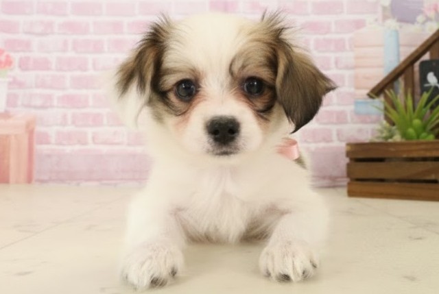 熊本県のパピヨン (Coo&RIKU宇土シティモール店/2025年10月8日生まれ/女の子/ホワイトブラウン)の子犬の1枚目の画像