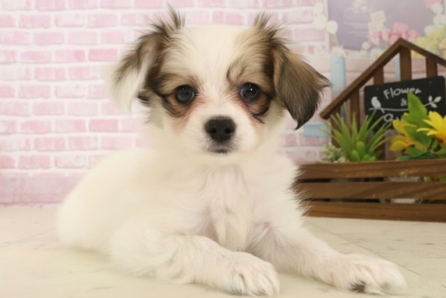 熊本県のパピヨン (Coo&RIKU宇土シティモール店/2025年10月8日生まれ/女の子/ホワイトブラウン)の子犬の2枚目の画像