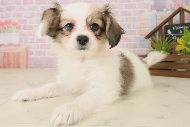 熊本県のパピヨン (Coo&RIKU宇土シティモール店/2025年10月8日生まれ/女の子/ホワイトブラウン)の子犬の3枚目の画像