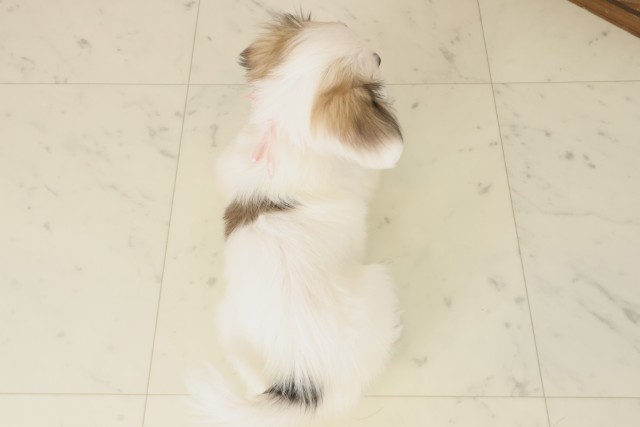 熊本県のパピヨン (Coo&RIKU宇土シティモール店/2025年10月8日生まれ/女の子/ホワイトブラウン)の子犬の4枚目の画像