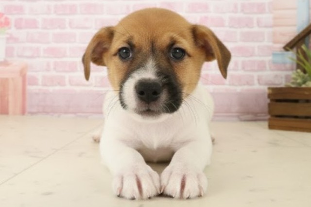 ジャックラッセルテリア